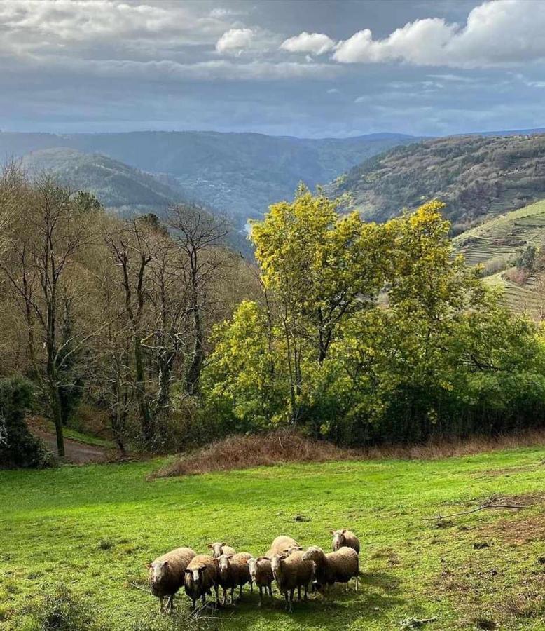 Casa Das Xacias Ribeira Sacra A Airoa  المظهر الخارجي الصورة